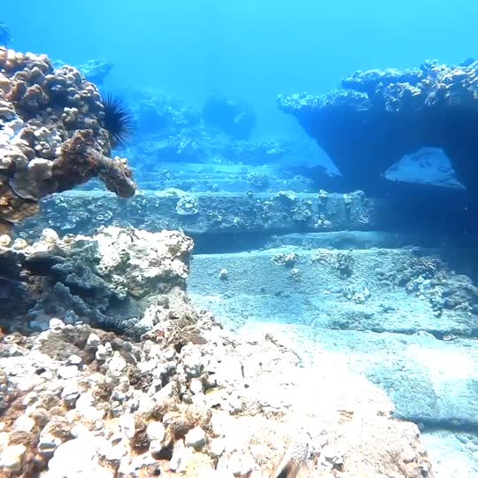 Dive+领路人的帖子