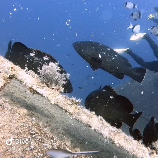 Dive+领路人的帖子