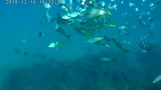 Dive+领路人的帖子