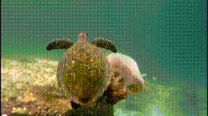 Dive+社區(qū)熱門帖子