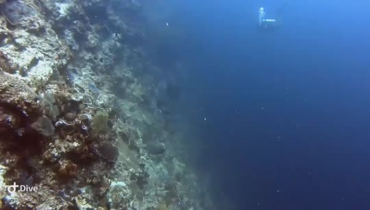 Dive+领路人的帖子