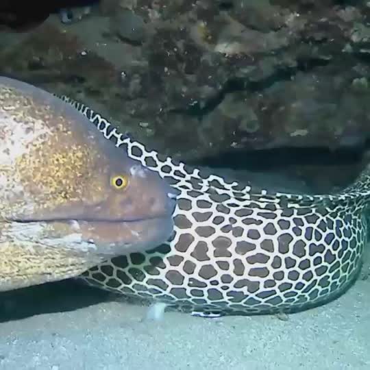 Dive+领路人的帖子
