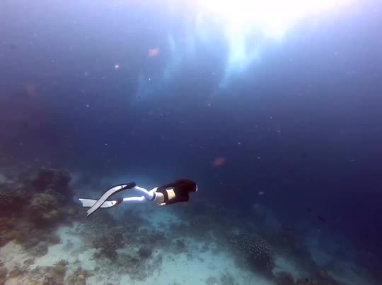 Dive+领路人的帖子