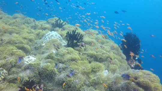 Dive+领路人的帖子