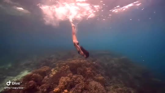 Dive+领路人的帖子