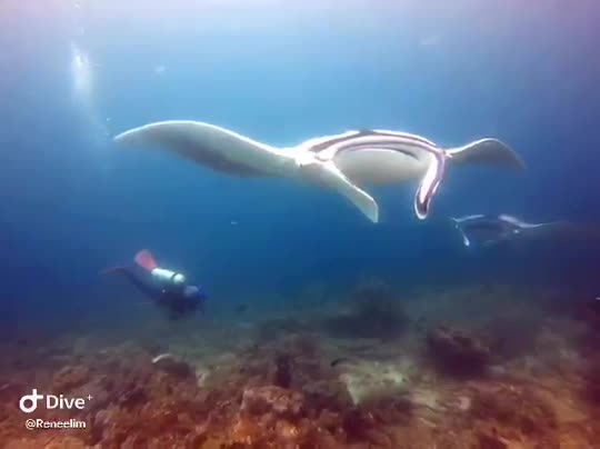 Dive+领路人的帖子