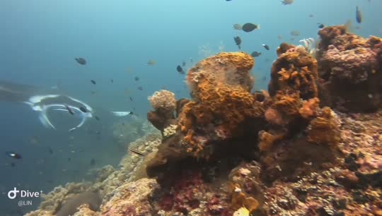 Dive+领路人的帖子