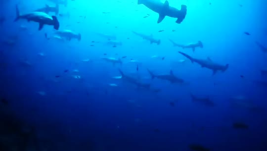 Dive+領路人的帖子