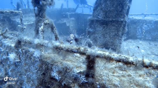 Dive+领路人的帖子