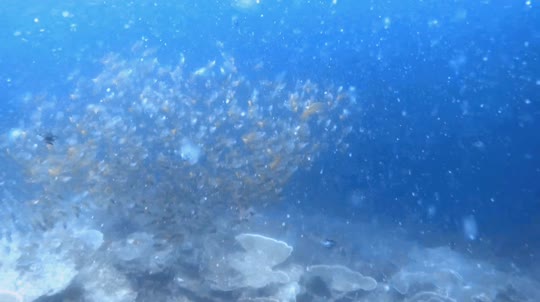 Dive+领路人的帖子