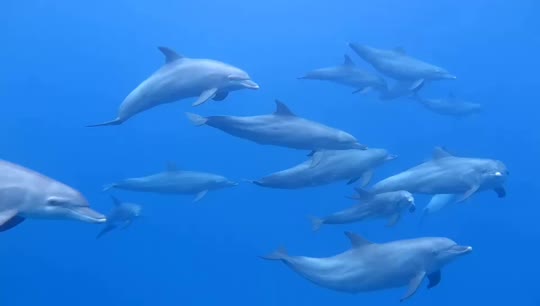 Dive+领路人的帖子