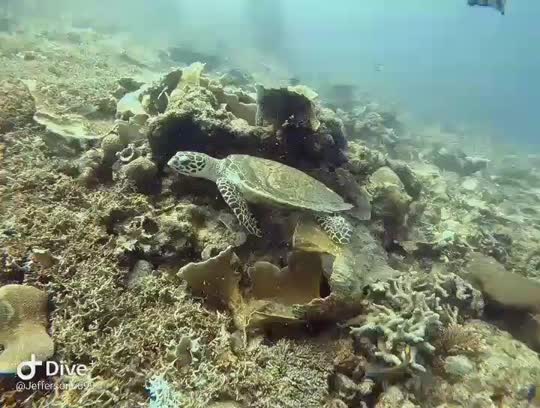 Dive+领路人的帖子