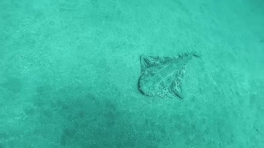 Dive+领路人的帖子