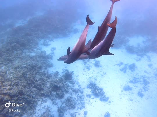 Dive+领路人的帖子