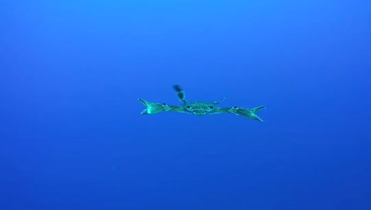 Dive+领路人的帖子