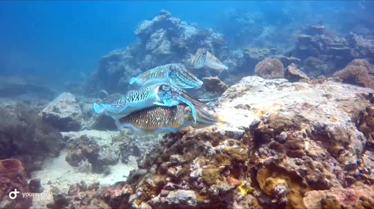 Dive+領路人的帖子