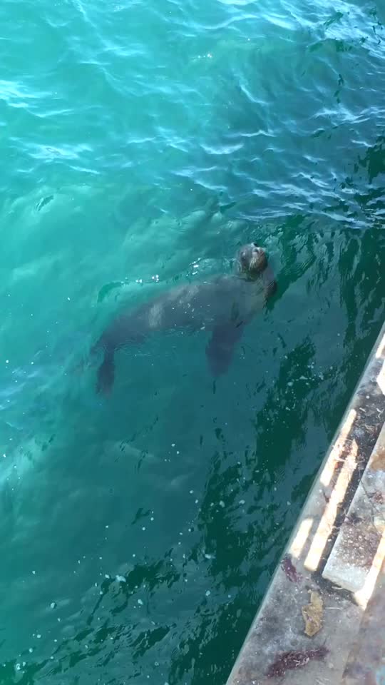 Dive+领路人的帖子