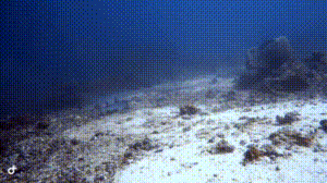 Dive+社區(qū)熱門(mén)帖子