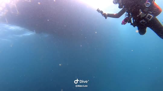 Dive+领路人的帖子