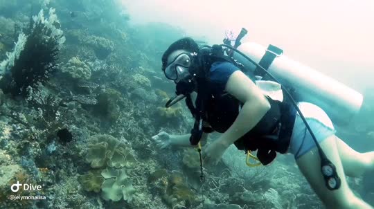 Dive+领路人的帖子