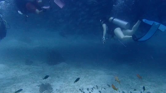 Dive+领路人的帖子
