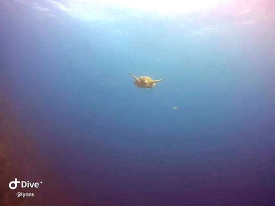 Dive+领路人的帖子