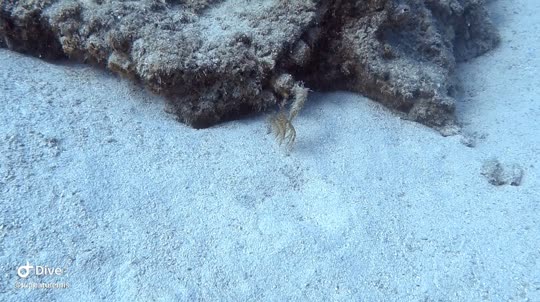 Dive+领路人的帖子