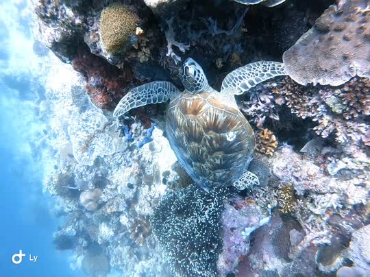 Dive+領路人的帖子