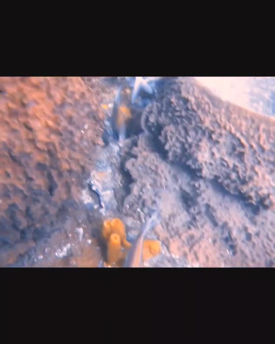 Dive+领路人的帖子