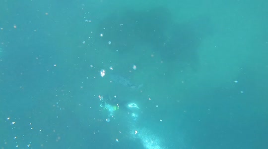 Dive+领路人的帖子