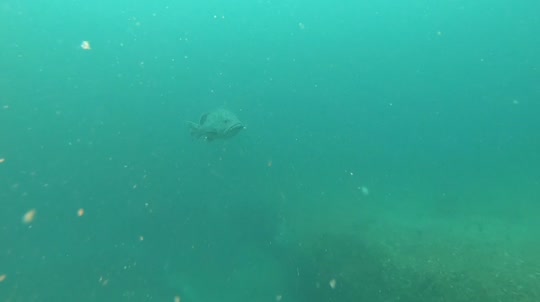 Dive+领路人的帖子
