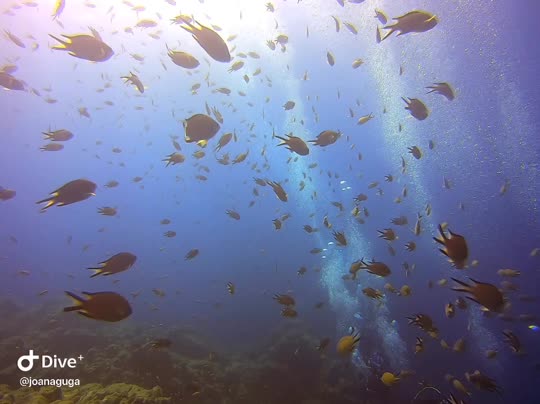 Dive+领路人的帖子