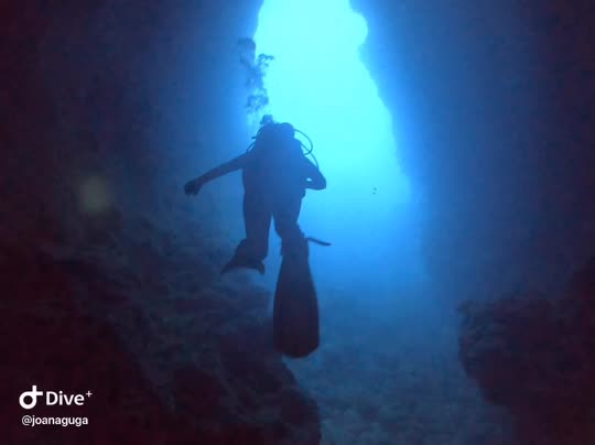 Dive+领路人的帖子