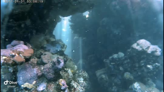 Dive+领路人的帖子
