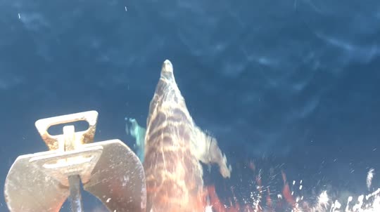 Dive+领路人的帖子