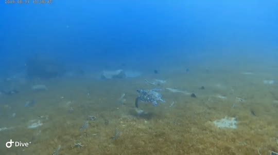 Dive+领路人的帖子