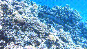 Dive+社區(qū)熱門帖子