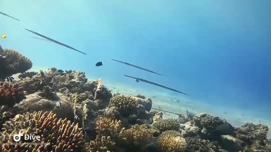 Dive+领路人的帖子