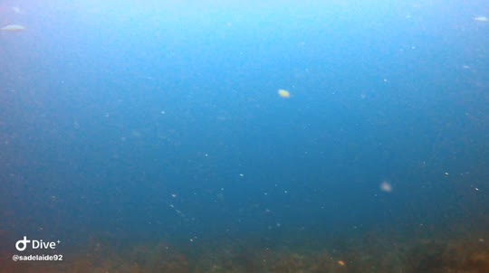 Dive+领路人的帖子