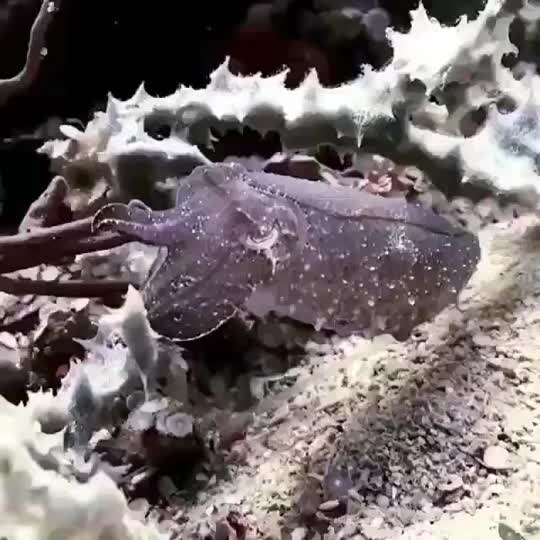 Dive+领路人的帖子