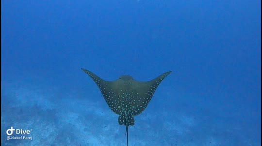 Dive+领路人的帖子