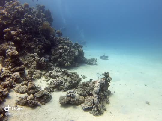 Dive+领路人的帖子