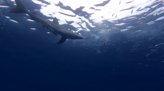 Dive+领路人的帖子