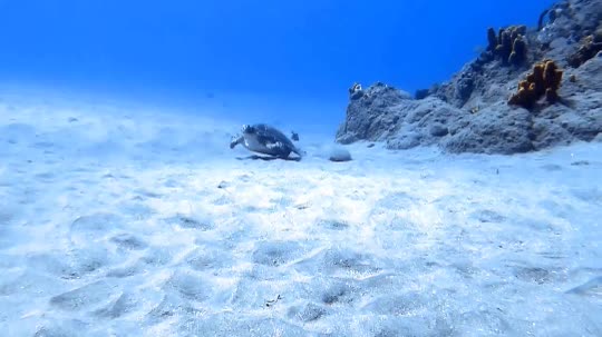 Dive+领路人的帖子