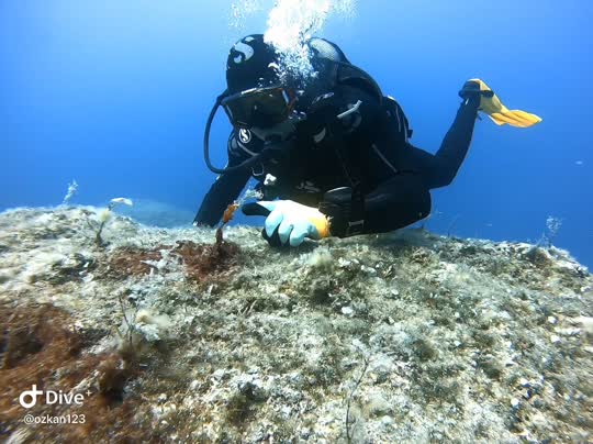 Dive+领路人的帖子