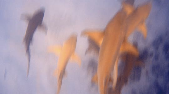 Dive+领路人的帖子