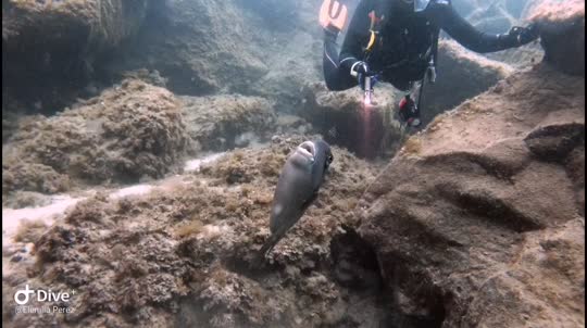 Dive+领路人的帖子
