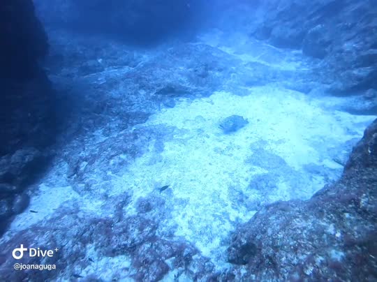 Dive+领路人的帖子