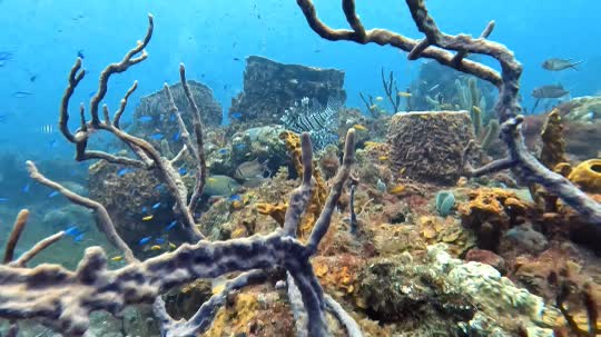 Dive+领路人的帖子