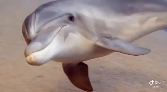 Dive+领路人的帖子
